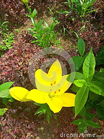 yellow Lily Stock Photo