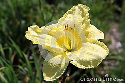 Yellow lily flower in center Stock Photo