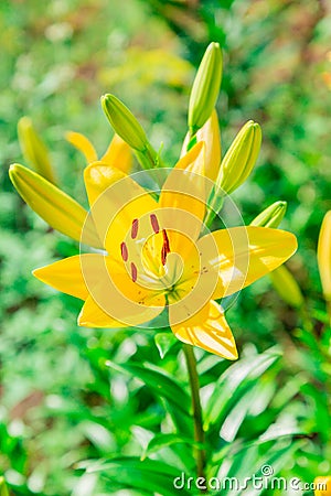 Yellow Lily flower closeup. Pistil, stamen and pollen Stock Photo