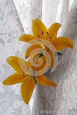 Yellow lily flower Stock Photo