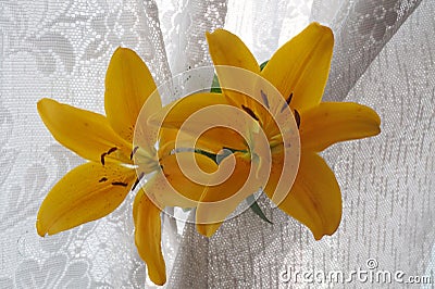 Yellow lily flower Stock Photo