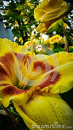 Yellow Lily Flower in Park Stock Photo