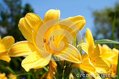 Yellow lily flowers Stock Photo