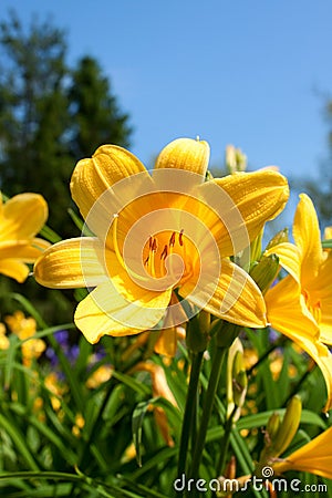 Yellow lily flowers Stock Photo