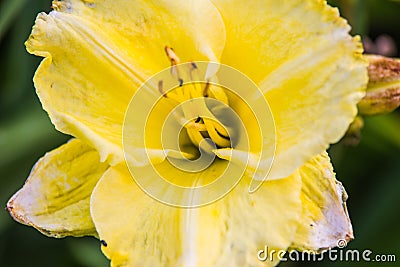yellow lily Stock Photo