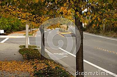 Yellow lindens on an empty street in Redmond Stock Photo