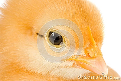 Yellow little chicken Stock Photo