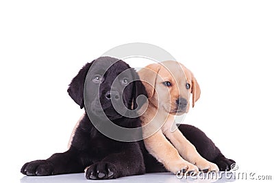 Yellow little labrador retriever lying on top of black puppy Stock Photo