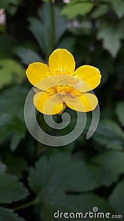 Yellow loneliness Stock Photo