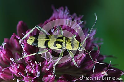 Yellow longhorn beetle, Chlorophorus varius on the flower Stock Photo