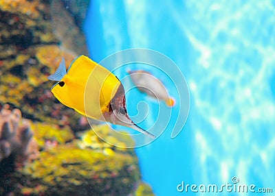 Yellow Longnose Butterflyfish Forcipiger flavissimus Stock Photo