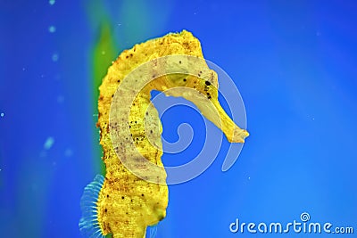 Yellow Longsnout seahorse Hippocampus reidi Stock Photo