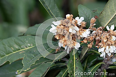 The Yellow loquat flowers on the loquat leaves bloom, and some bees collect honey on them Stock Photo