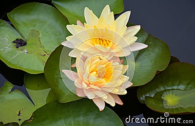 Yellow lotus petals and stamens in Chatuchak Park, Bangkok, Thailand 1 Stock Photo