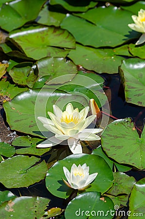 Yellow lotus on the water Stock Photo