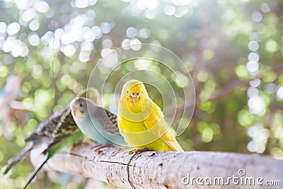 The Yellow Lovebird Stock Photo