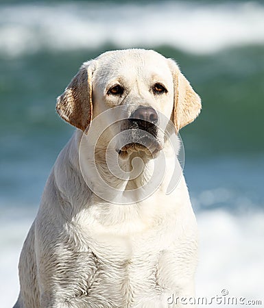A yellow lovely cute labrador playing at the sea portrait Stock Photo