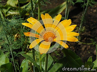 Yellow Lovely Daisy Marguerite Stock Photo