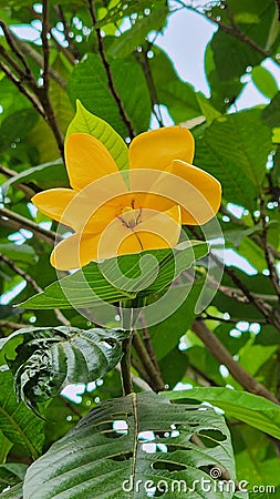Yellow lovely flowers with wide leaves Stock Photo