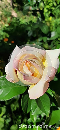Yellow lovely rose, summer Stock Photo