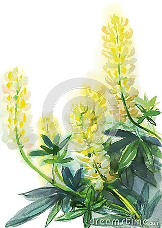 yellow lupines Stock Photo