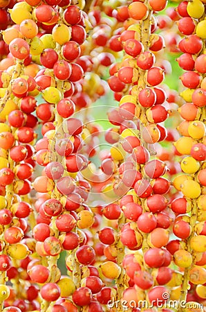 Yellow Madagascar palm fruits. Stock Photo