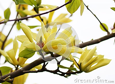 Yellow magnolia blossom in springtime Stock Photo