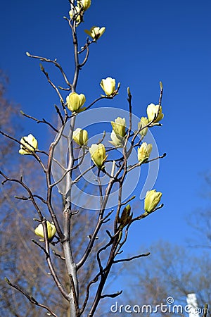 Yellow magnolia buds on a blue sky background Stock Photo