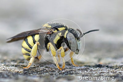 Yellow male rotund resin bee, Anthidiellum strigatum in Gard, France Stock Photo