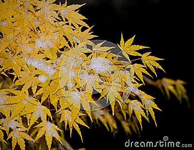 YELLOW MAPEL Stock Photo