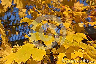Yellow maple autumn leaves on tre and blue sky Stock Photo