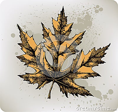 Yellow maple leaf, hand-drawing. Vector illustrati Vector Illustration