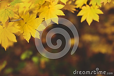 Yellow maple leaves border at autumn forest, blurred background. Season changing. A tree branch of maple, fall. Stock Photo