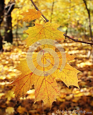 Yellow maple leaves Stock Photo
