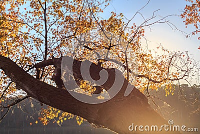 Yellow maple leaves in lake johnson in Raleigh, NC Stock Photo