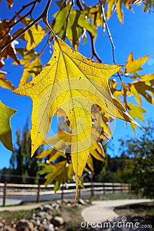 Yellow maple tree in Jess Martin Park, Julian, California Stock Photo