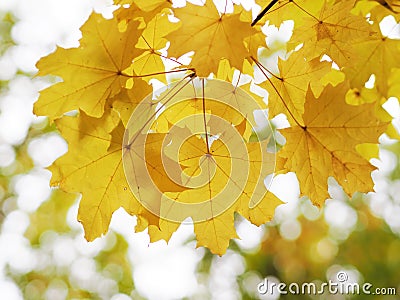 Yellow mapple leaf at the tree Stock Photo