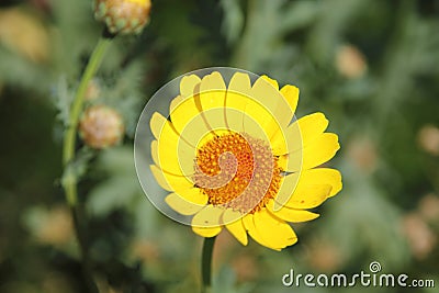 Yellow Marguerite Daisy Flower Stock Photo