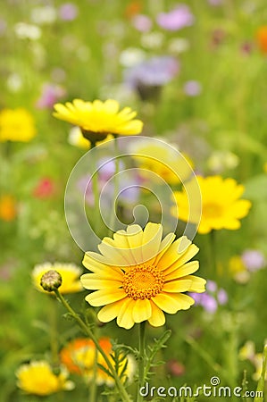 Yellow Marguerite flowers Stock Photo