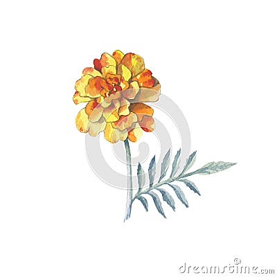 Yellow marigold chrysanthemum petunia calendula rose isolated background in watercolor drawing. Stock Photo