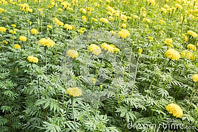 Closeup field yellow marigold flowers field Stock Photo