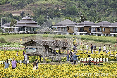 Tourists in Yellow Marigold flowers garden or Tagetes erecta at Phu Rua, Loei in Thailand , December 29, 2018 Editorial Stock Photo