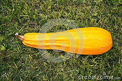 Yellow marrow Stock Photo