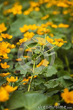 Yellow marsh marigold, caltha palustris flower field. Spring Czech flower Stock Photo