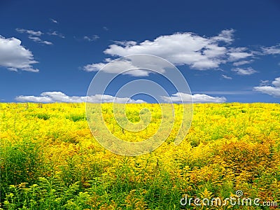 Yellow meadow landscape Stock Photo