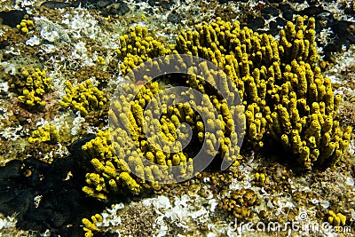 Yellow mediterranean sponge Aplysina aerophoba, underwater, landscape orientation Stock Photo