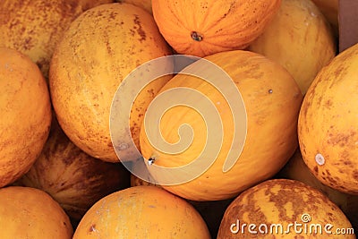 Yellow melons Stock Photo