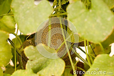 Yellow melons grow on trees growing in greenhouses in the kibbutz in Israel Stock Photo