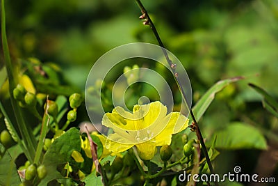 Yellow Merremia hederacea flowers grow wild in the fields Stock Photo