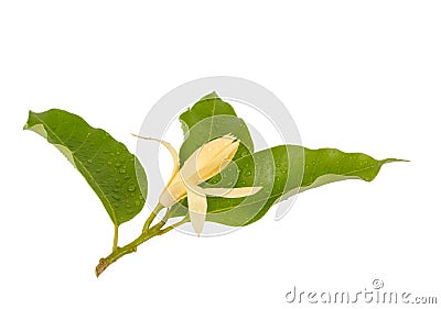 Yellow Michelia alba x Michelia champaca , thailand Stock Photo